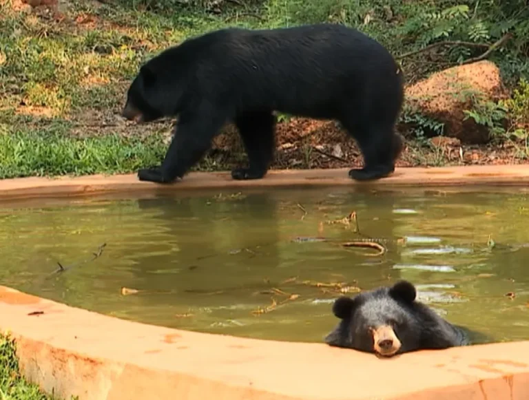 zoo